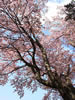 北国を彩る桜たち(1の3)、穂別