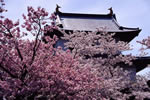 北国を彩る桜たち(1の3)、松前