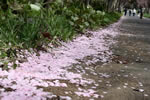 北国を彩る桜たち(1の3)、旭山