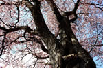 北国を彩る桜たち(1の3)、ニセコ