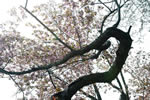 北国を彩る桜たち(1の3)、京極