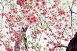 北国を彩る桜たち(1の3)、札幌