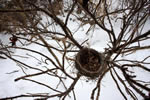 石狩河口の四季、冬の巣