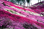 芝桜、縞模様