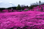 芝桜、滝之上公園