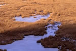 釧路湿原、コッタロの冬