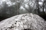 ニセコ　神仙沼の四季、神仙沼残雪