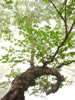 ニセコ　神仙沼の四季、白樺