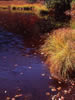 ニセコ　神仙沼の四季、沼の秋