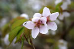 ニセコ　神仙沼の四季、千島桜