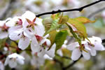 ニセコ　神仙沼の四季、雨に咲く