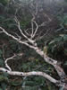 ニセコ　神仙沼の四季、倒木