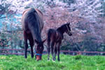お馬の居る風景、桜