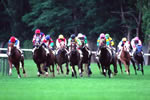 お馬の居る風景、札幌レース