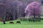お馬の居る風景、日高の春