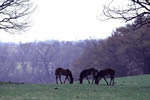 お馬の居る風景、若駒たち