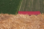 晩夏の美瑛の丘、赤麦のイメージ