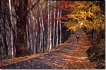 北国の紅葉、丸山の散歩道