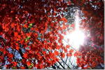 北国の紅葉、西岡林業研究所