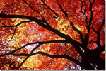 北国の紅葉、豪華な秋