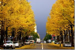 北国の紅葉、雷雨去る