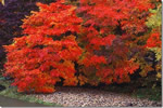 北国の紅葉、大滝村