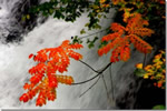 北国の紅葉、小さな滝