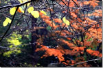 北国の紅葉、雨