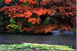 北国の紅葉、雨の日