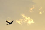 丹頂鶴の１日（2の2）、独り飛ぶ