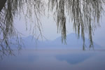 洞爺湖の風景、柳