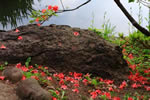 中島公園スナップ、落花