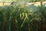 麦のある風景、露の朝