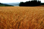 麦のある風景、赤麦