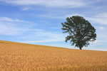 麦のある風景、哲学の木と