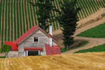 麦のある風景、麦の家