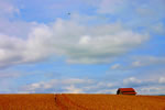 麦のある風景、麦秋の空