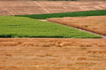 麦のある風景、刈取られた麦畑