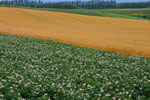 麦のある風景、ポテト競演