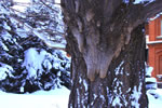 冬、札幌散歩、愛しの古木