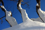 冬、札幌散歩、投雪樹