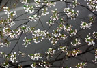 札幌の桜遊び、花ロード