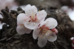 札幌の桜遊び、神宮の桜