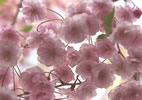 札幌の桜遊び、花曇