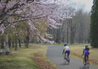 札幌の桜遊び、サイクリング