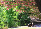札幌の桜遊び、花園