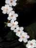 札幌の桜遊び、太刀桜