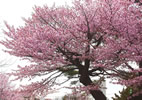 札幌の桜遊び、山桜満開