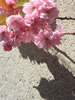 札幌の桜遊び、花陰