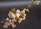 札幌の桜遊び、葉桜の美